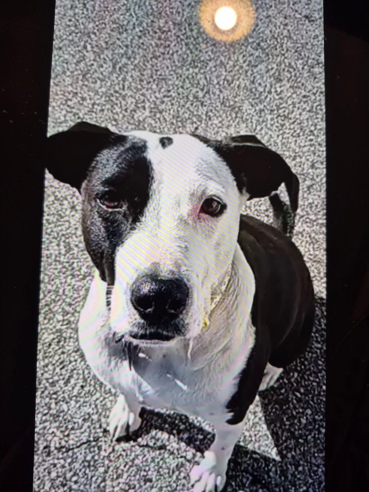 Enlarge Coco, a Adopted mixed breed in North Smithfield, RI image 1/1