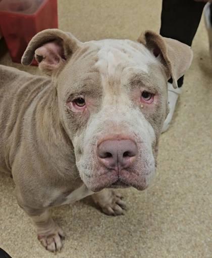 Cinnamon Roll, Adoptable, Adult Female Mixed Breed & Mixed Breed.