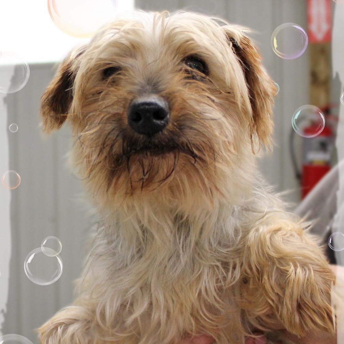 Eric, Adoptable, Adult Male Mixed Breed.