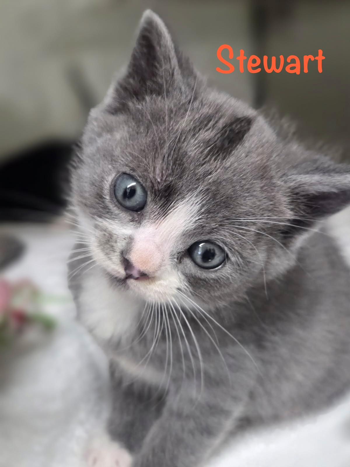 Stewart, Adoptable, Kitten Male Domestic Short Hair.