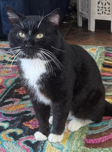 Leon, Adoptable, Young Male Domestic Short Hair.