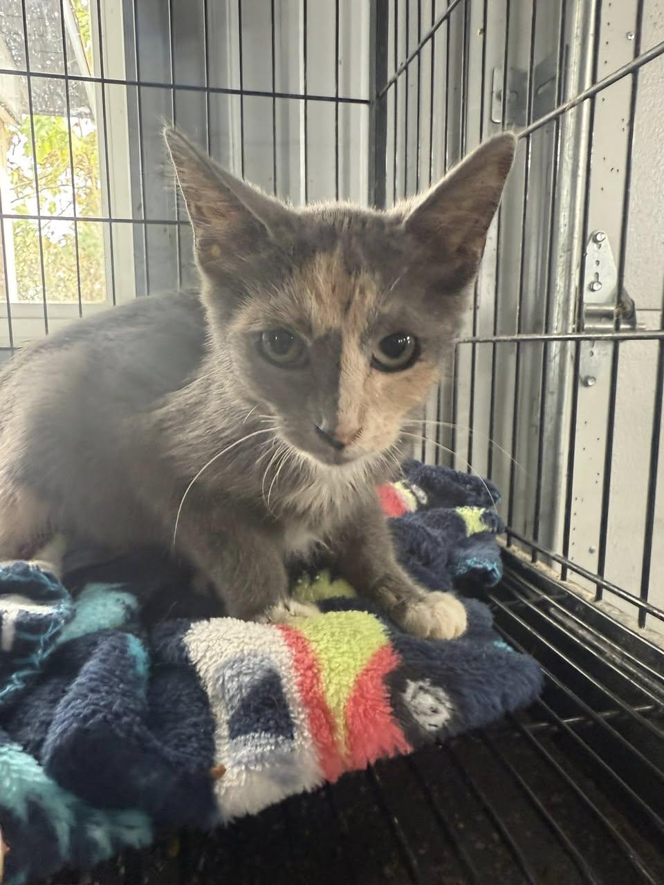 Enlarge Pumpkin Spice (Kitty), a Adopted Dilute Tortoiseshell in Ashville, OH image 1/2