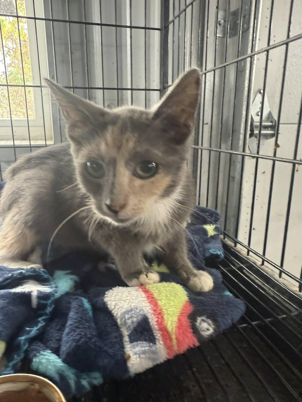 Enlarge Pumpkin Spice (Kitty), a Adopted Dilute Tortoiseshell in Ashville, OH image 2/2