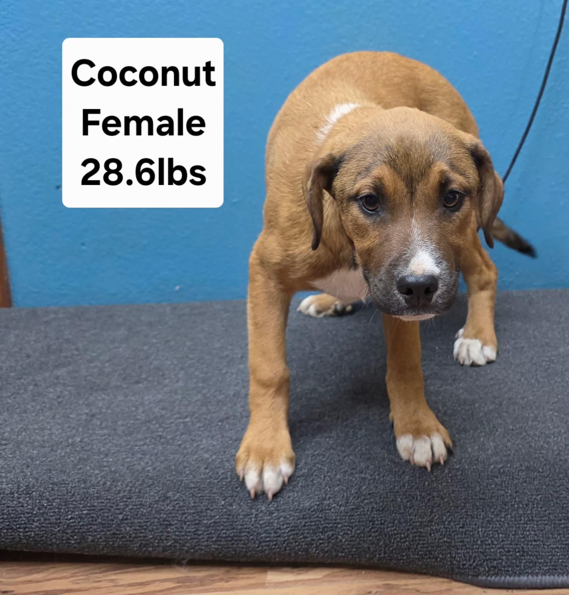 Enlarge T-Coconut(echo), an adoptable Mixed Breed in Billings, MT image 2/3