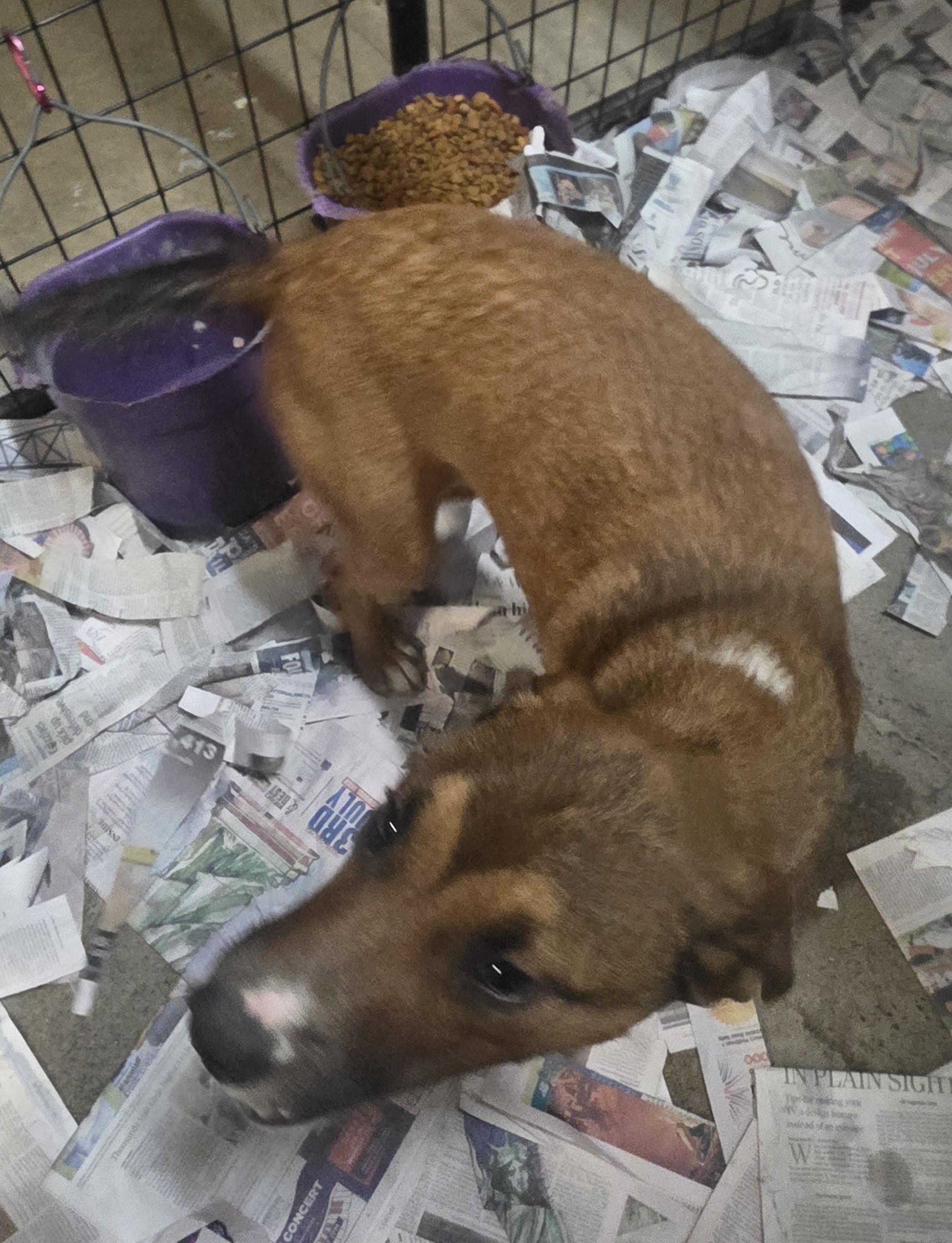 Enlarge T-Coconut(echo), an adoptable Mixed Breed in Billings, MT image 3/3