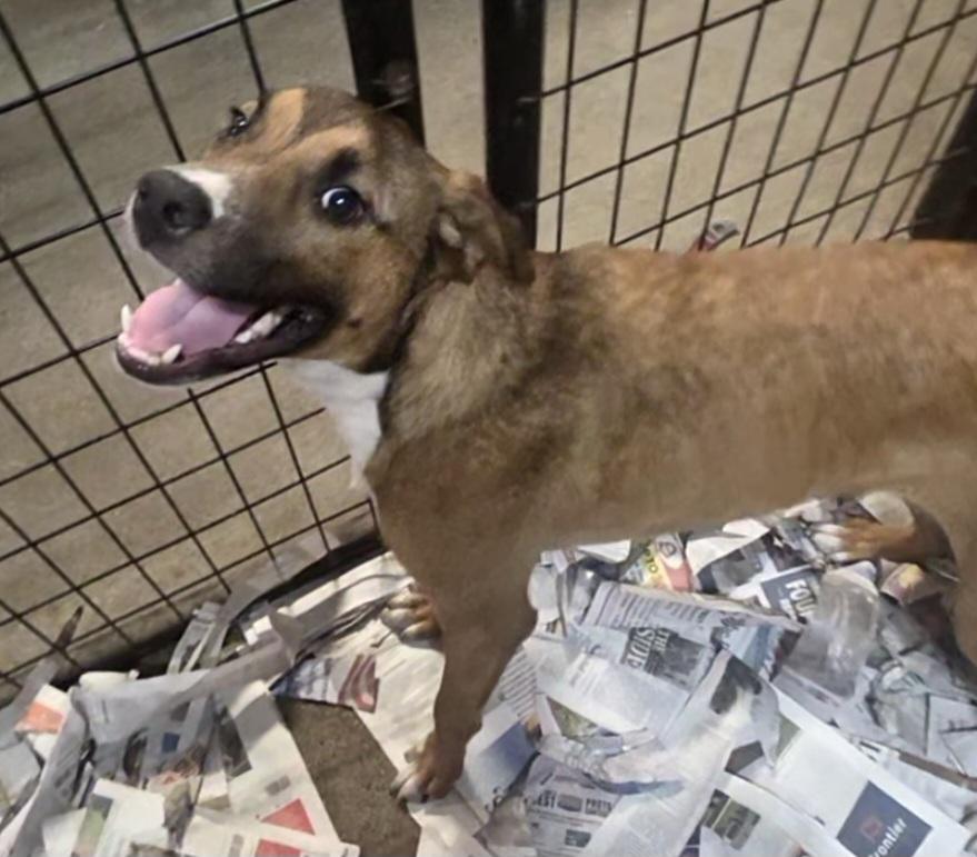 T-Coconut(echo), adoptable, Adult Female Mixed Breed.