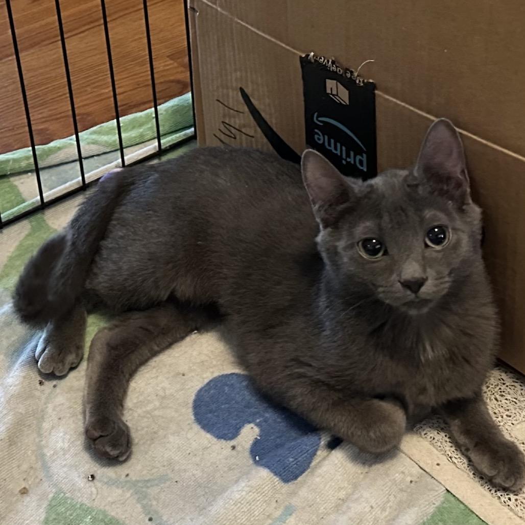 Macaroon, Adoptable, Kitten Female Domestic Short Hair.