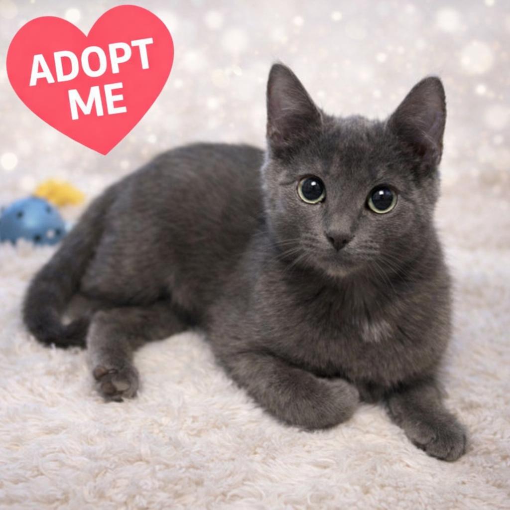 Enlarge Macaroon, a Adoptable Domestic Short Hair in Pasadena , MD image 2/2
