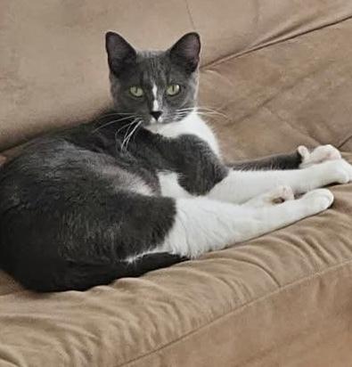 Enlarge Chanel, a Adoptable Domestic Short Hair in Jersey City, NJ image 1/1