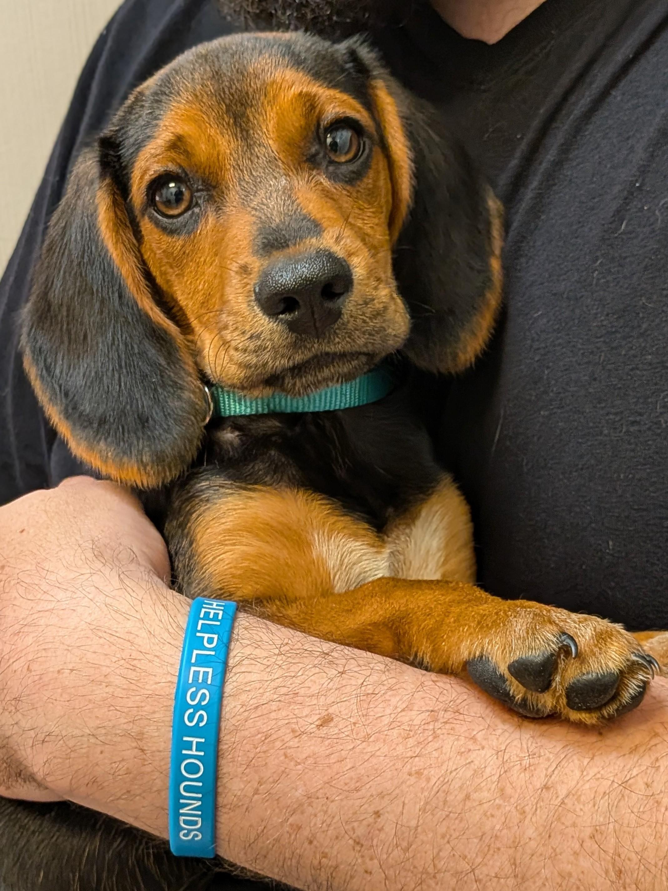 Brennan, Adoptable, Puppy Male Beagle.