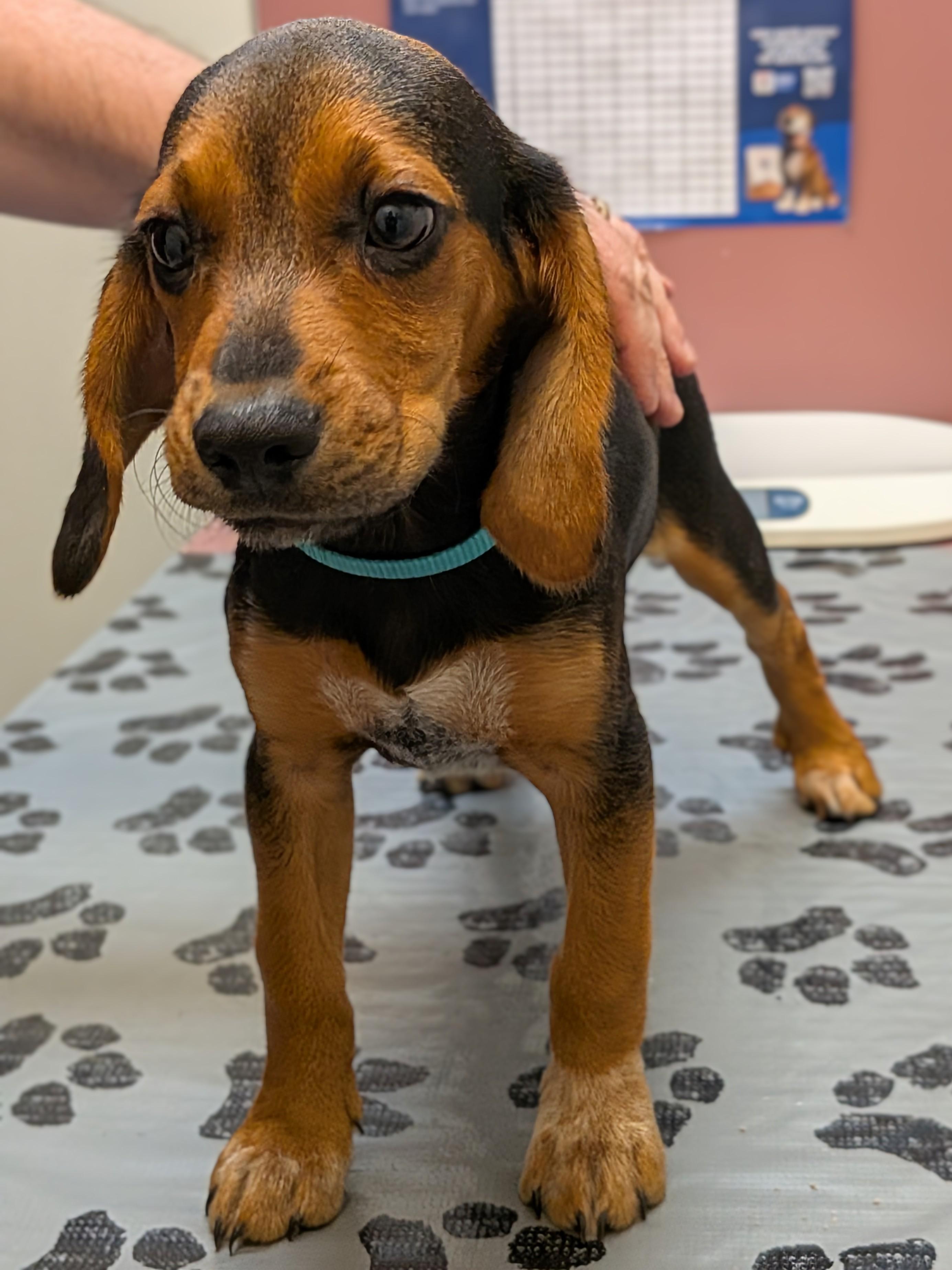 Enlarge Brennan, a Adoptable mixed breed in TULSA, OK image 3/6
