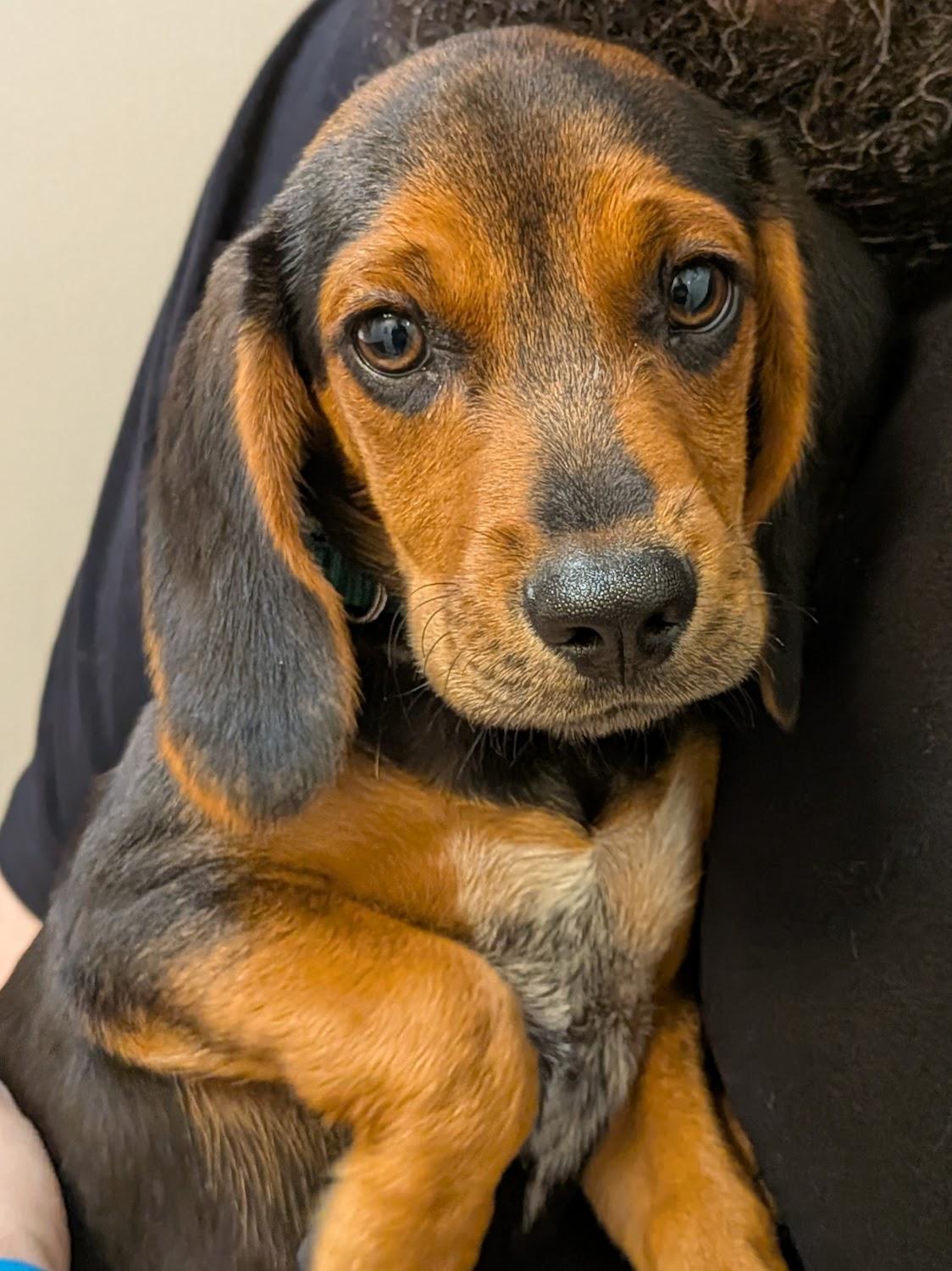 Enlarge Brennan, a Adoptable mixed breed in TULSA, OK image 5/6