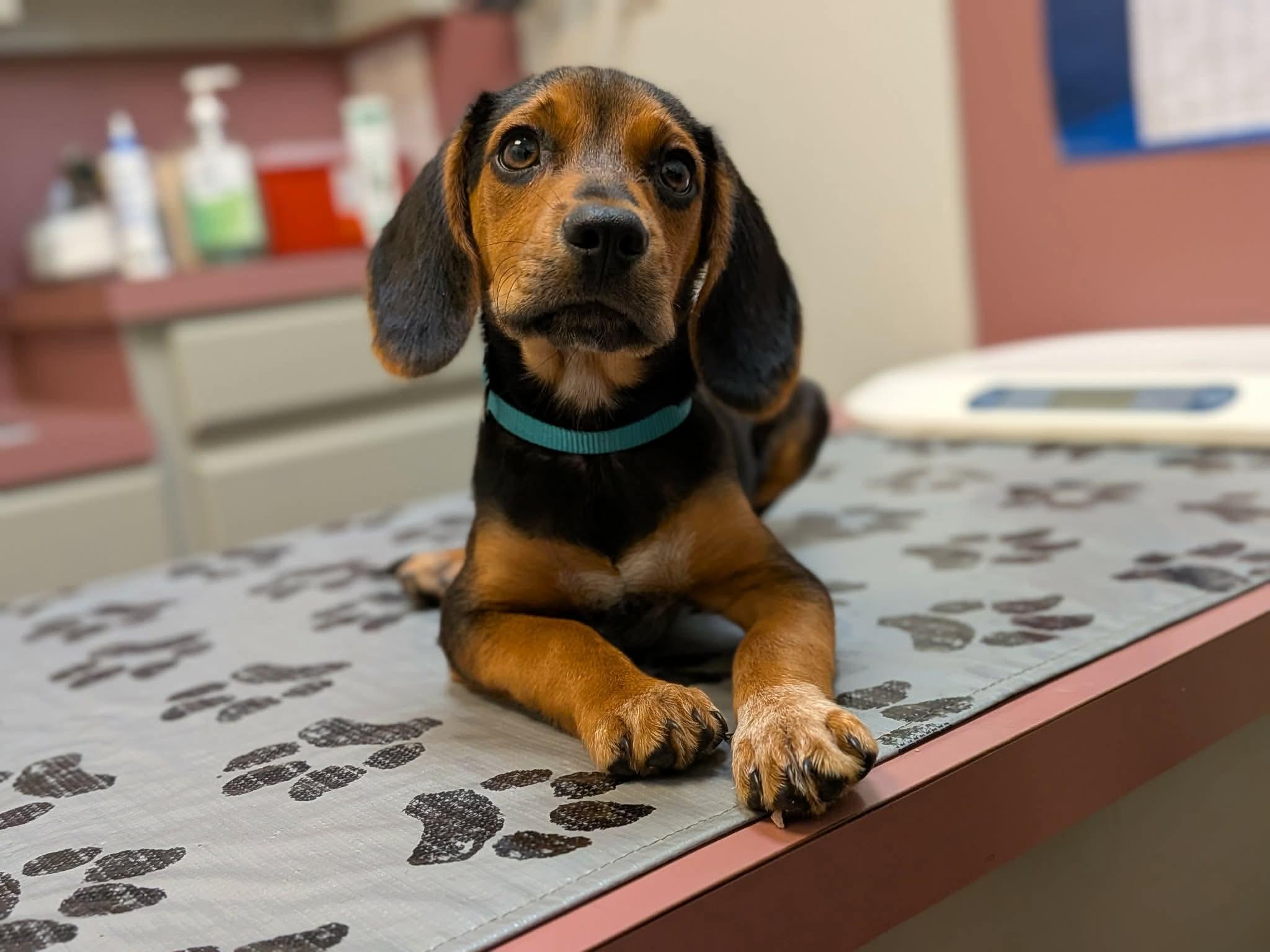Enlarge Brennan, a Adoptable mixed breed in TULSA, OK image 6/6