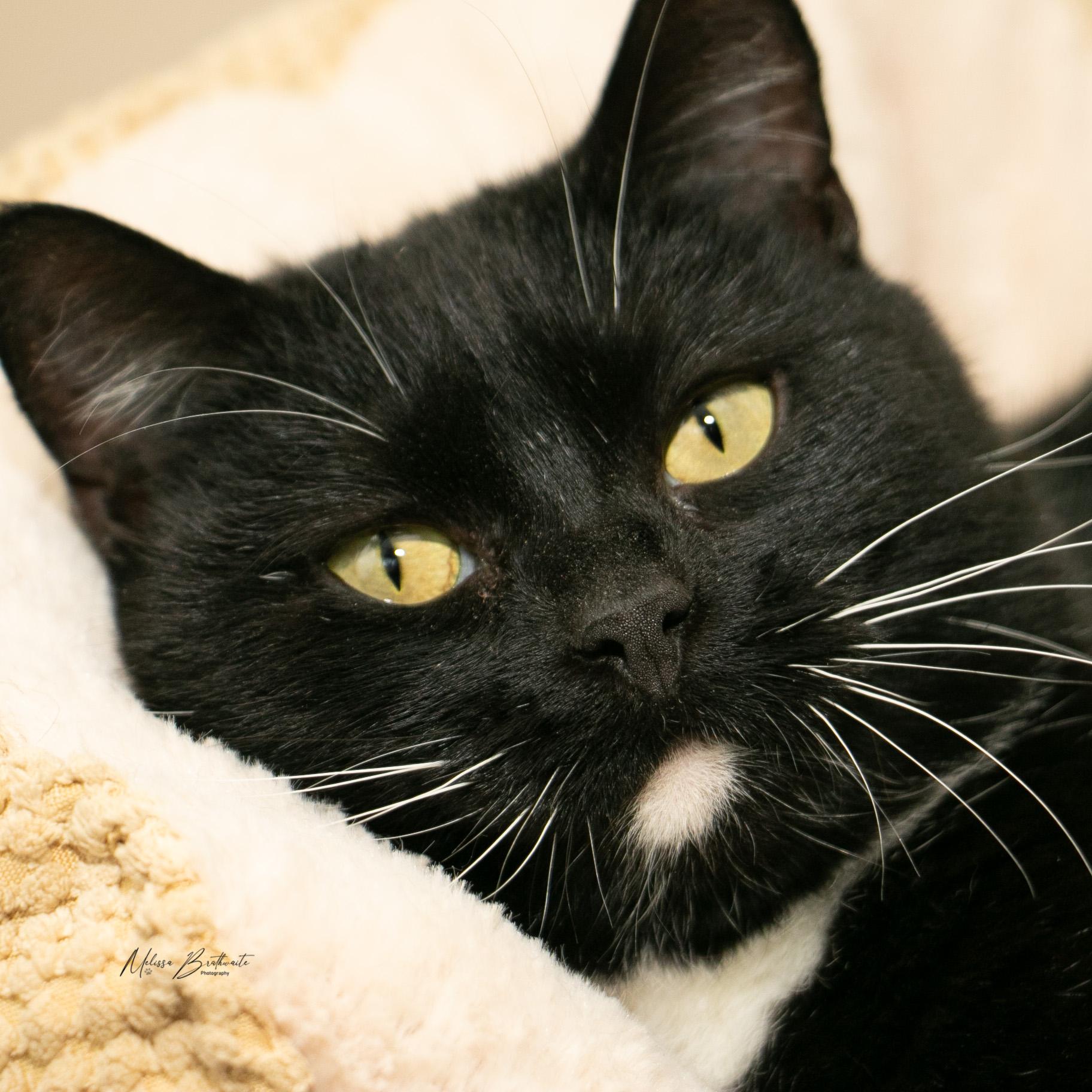 Enlarge Flo, a ADOPTABLE Domestic Short Hair in Calgary, AB image 3/4