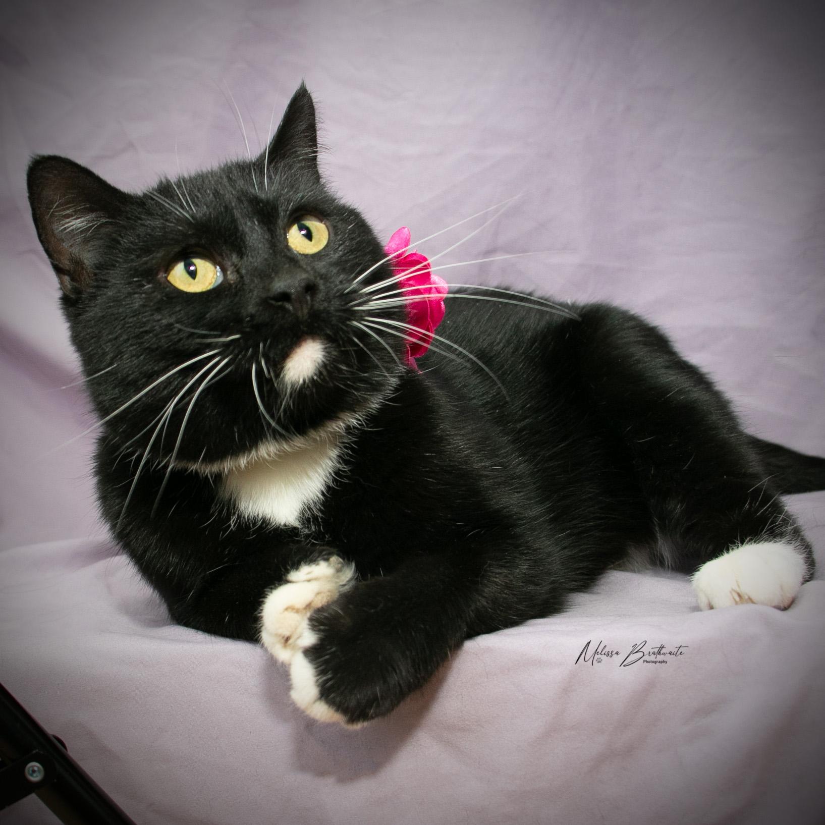 Enlarge Flo, a ADOPTABLE Domestic Short Hair in Calgary, AB image 4/4