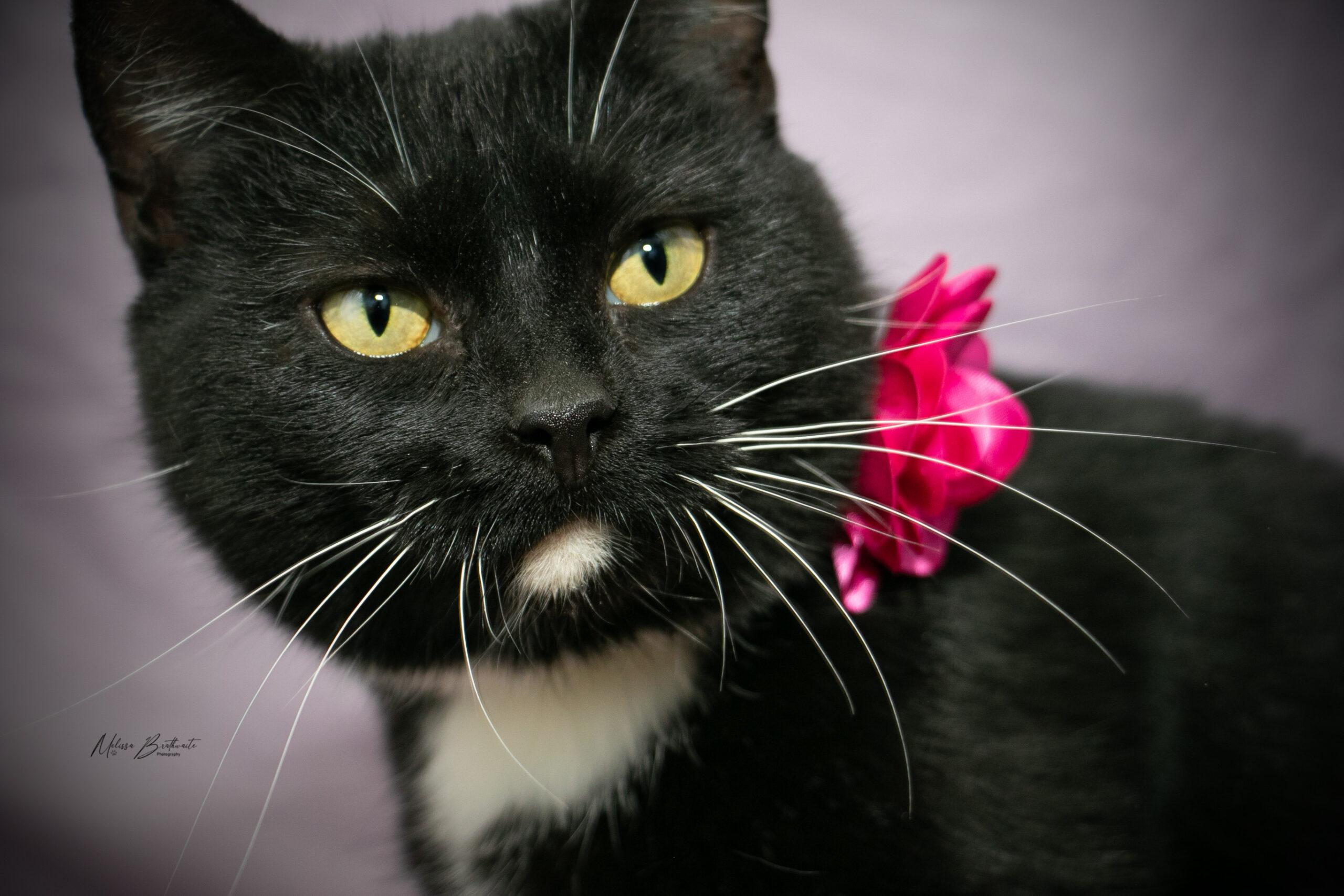 Enlarge Flo, a ADOPTABLE Domestic Short Hair in Calgary, AB image 2/4