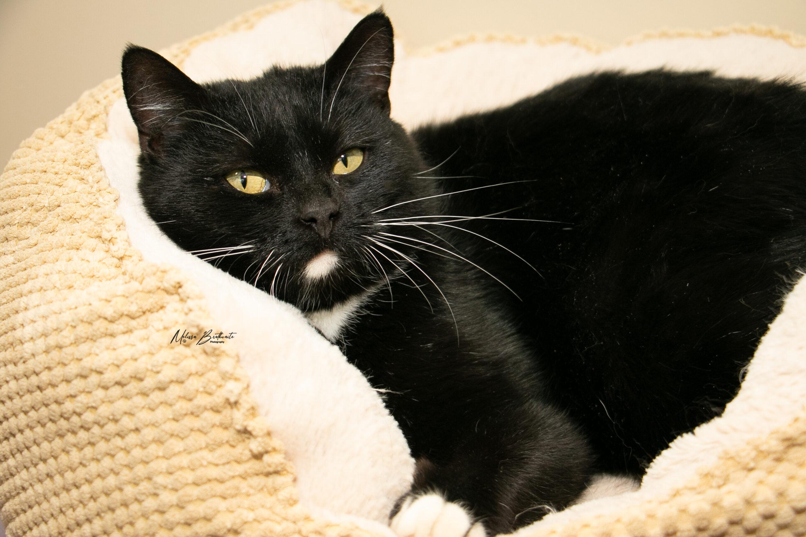 Flo, ADOPTABLE, Young Female Domestic Short Hair.
