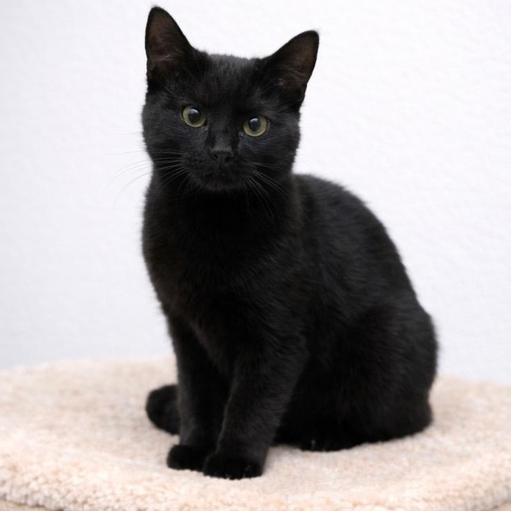 Jasmine, ADOPTABLE, Kitten Female Domestic Short Hair.