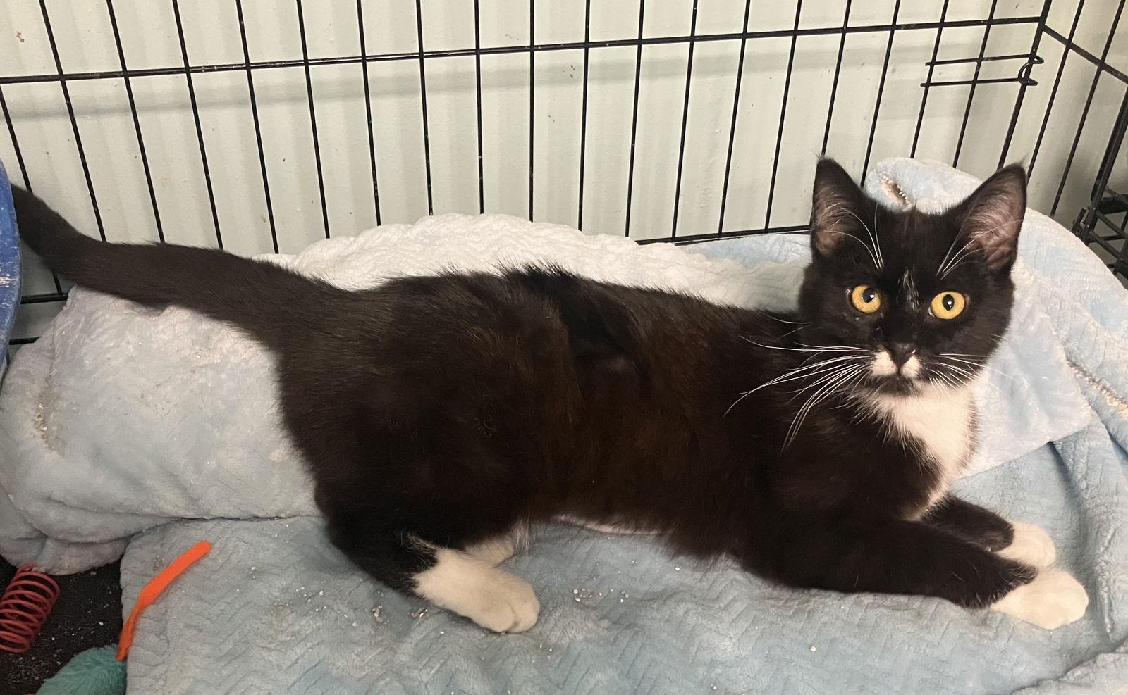 Cathy - Foster Care, Adoptable, Young Female Domestic Short Hair.