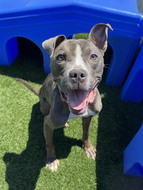 Biggie Pit Bull Terrier Dog
