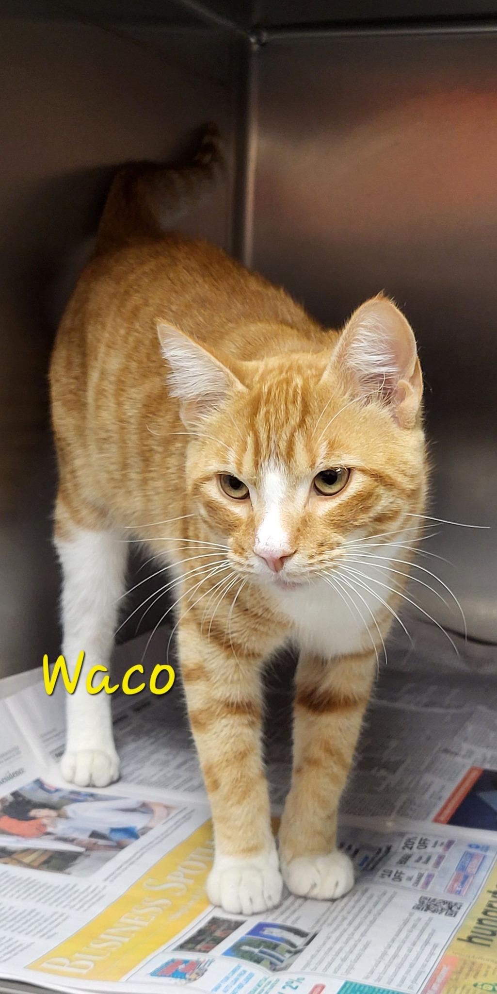 Enlarge Waco, an adopted Domestic Short Hair in Marion, MS image 1/1