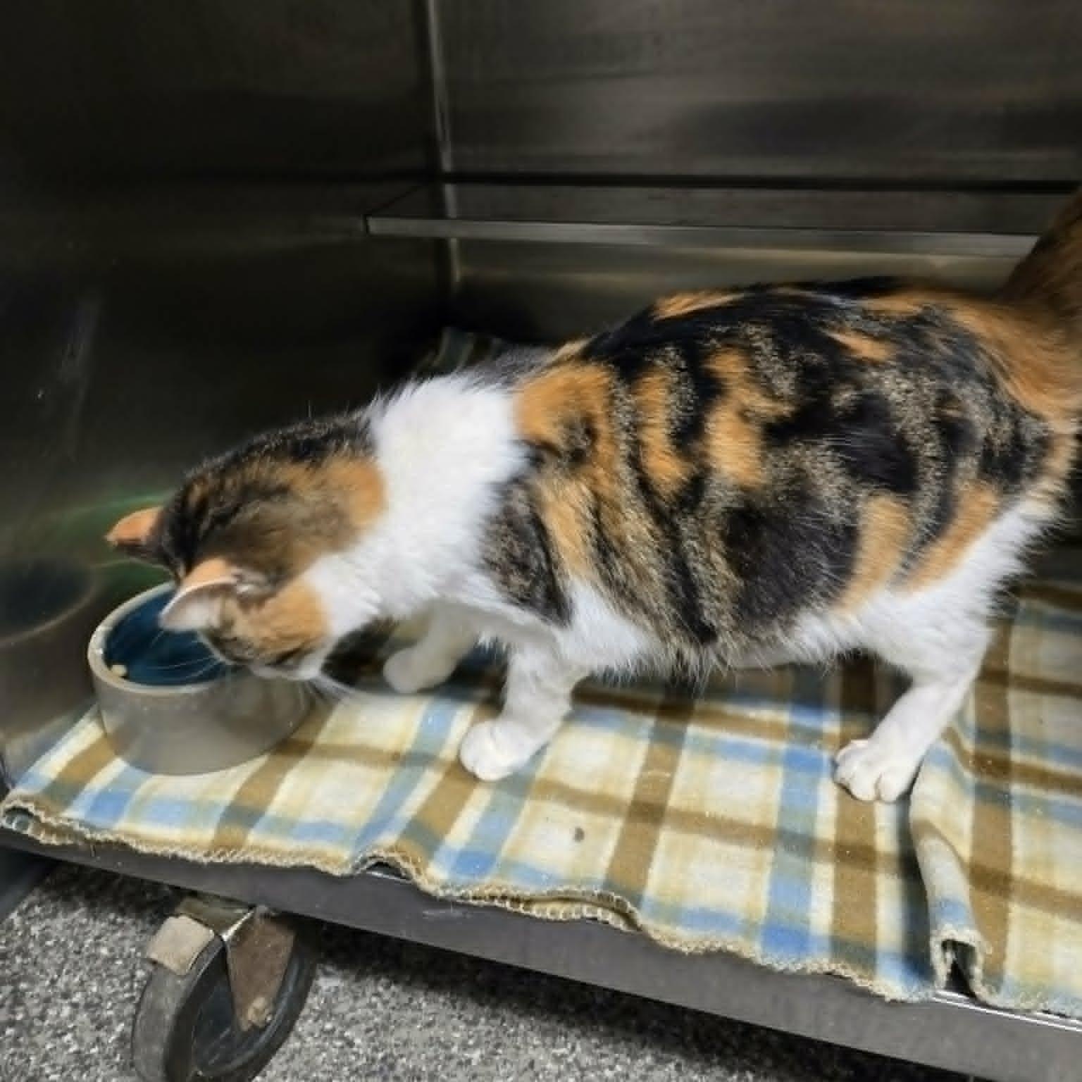 Enlarge Fergie, an adopted Domestic Short Hair in Watertown, WI image 3/3