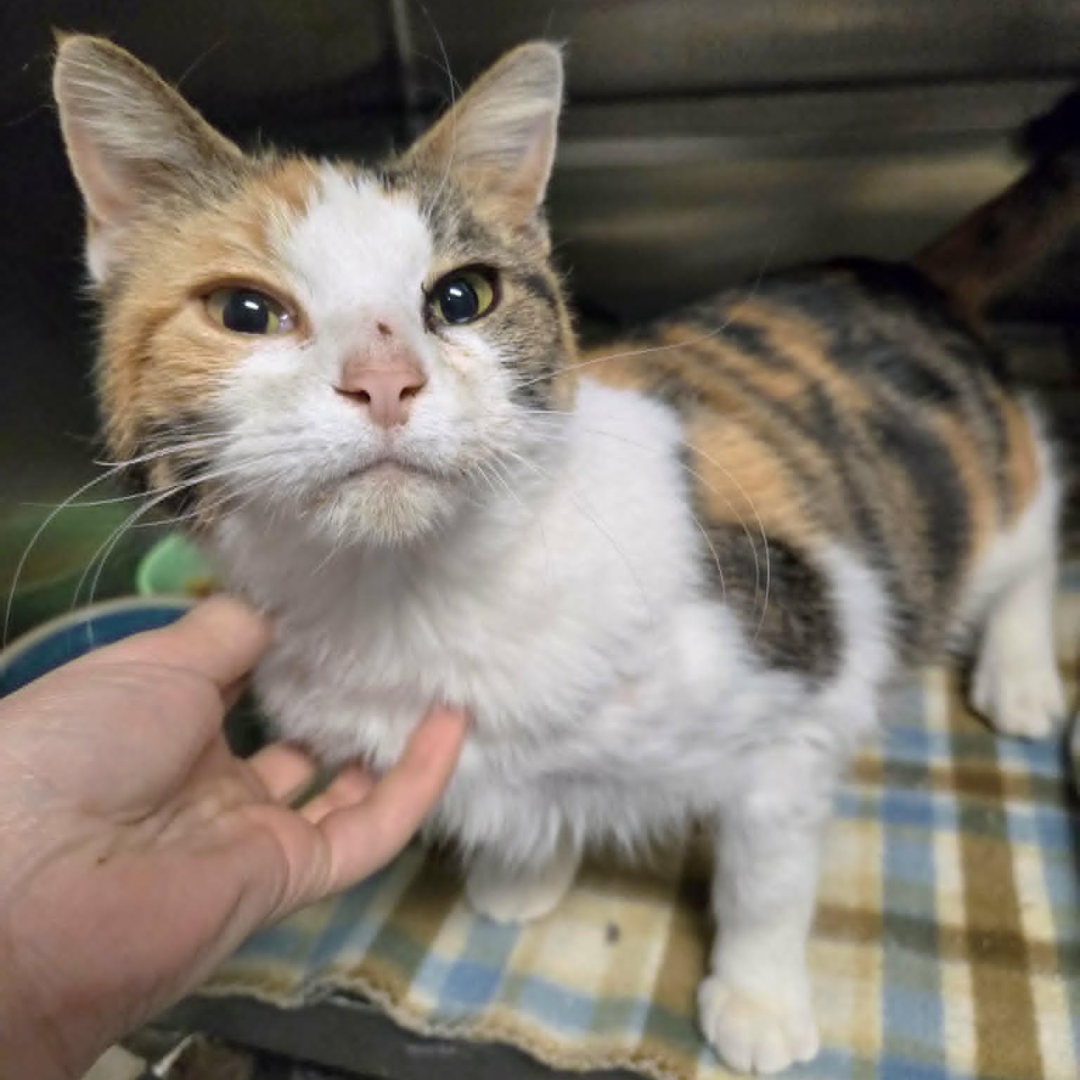 Enlarge Fergie, an adopted Domestic Short Hair in Watertown, WI image 2/3