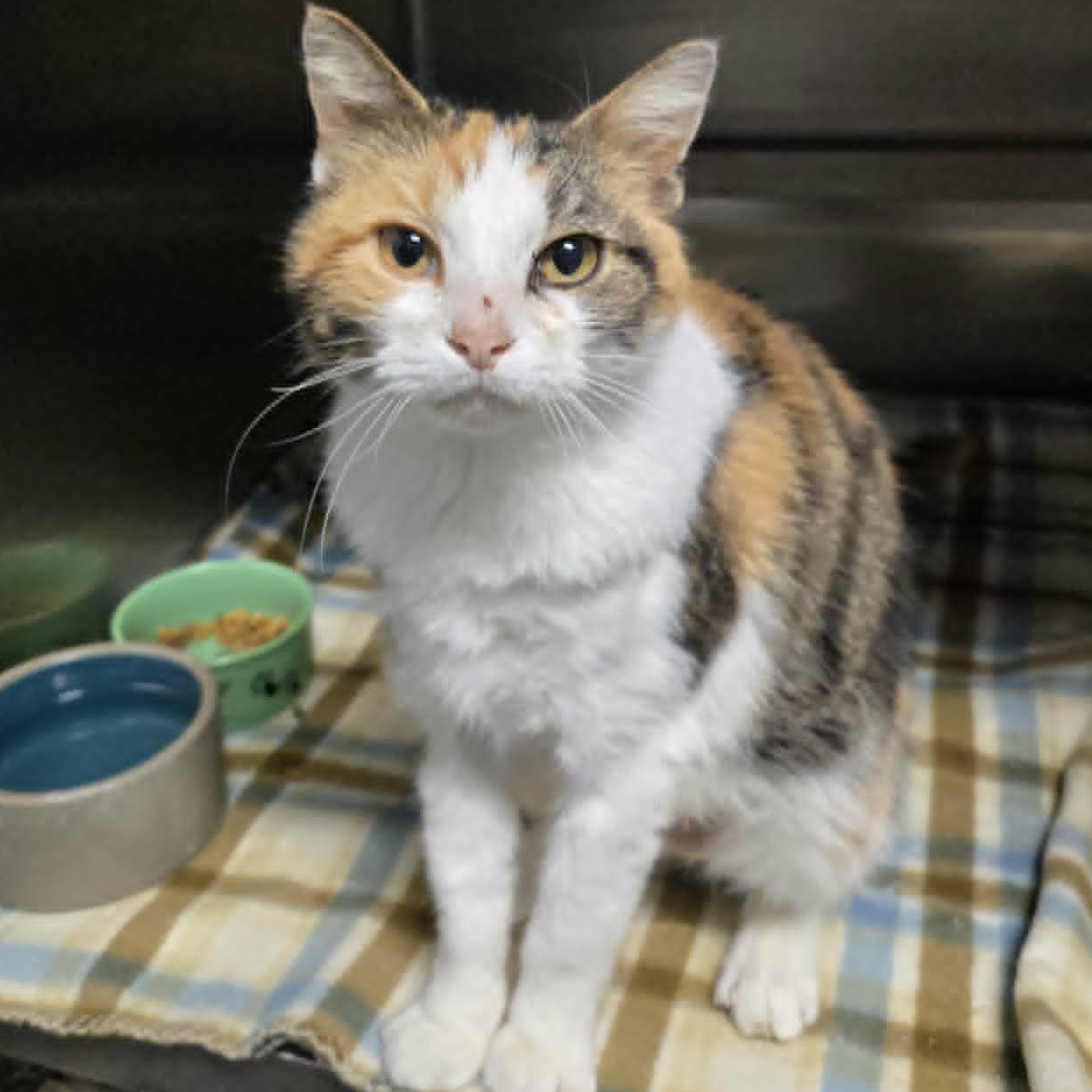 Enlarge Fergie, an adopted Domestic Short Hair in Watertown, WI image 1/3