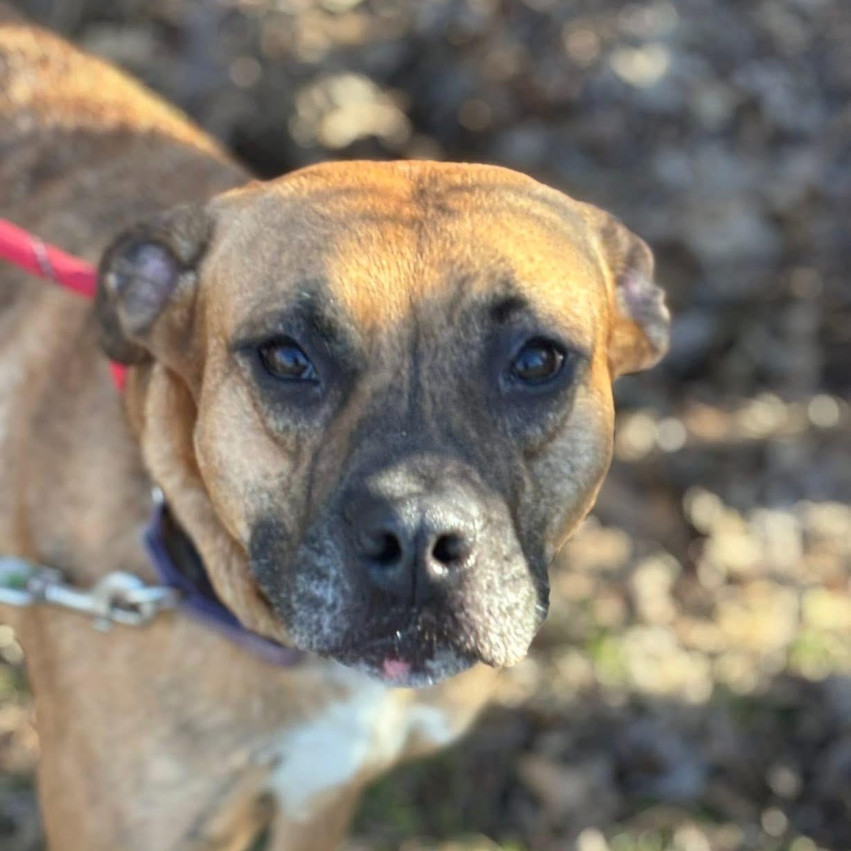 Enlarge Tamara *BONDED TIA, a Adoptable Mixed Breed in Warren, OH image 1/3