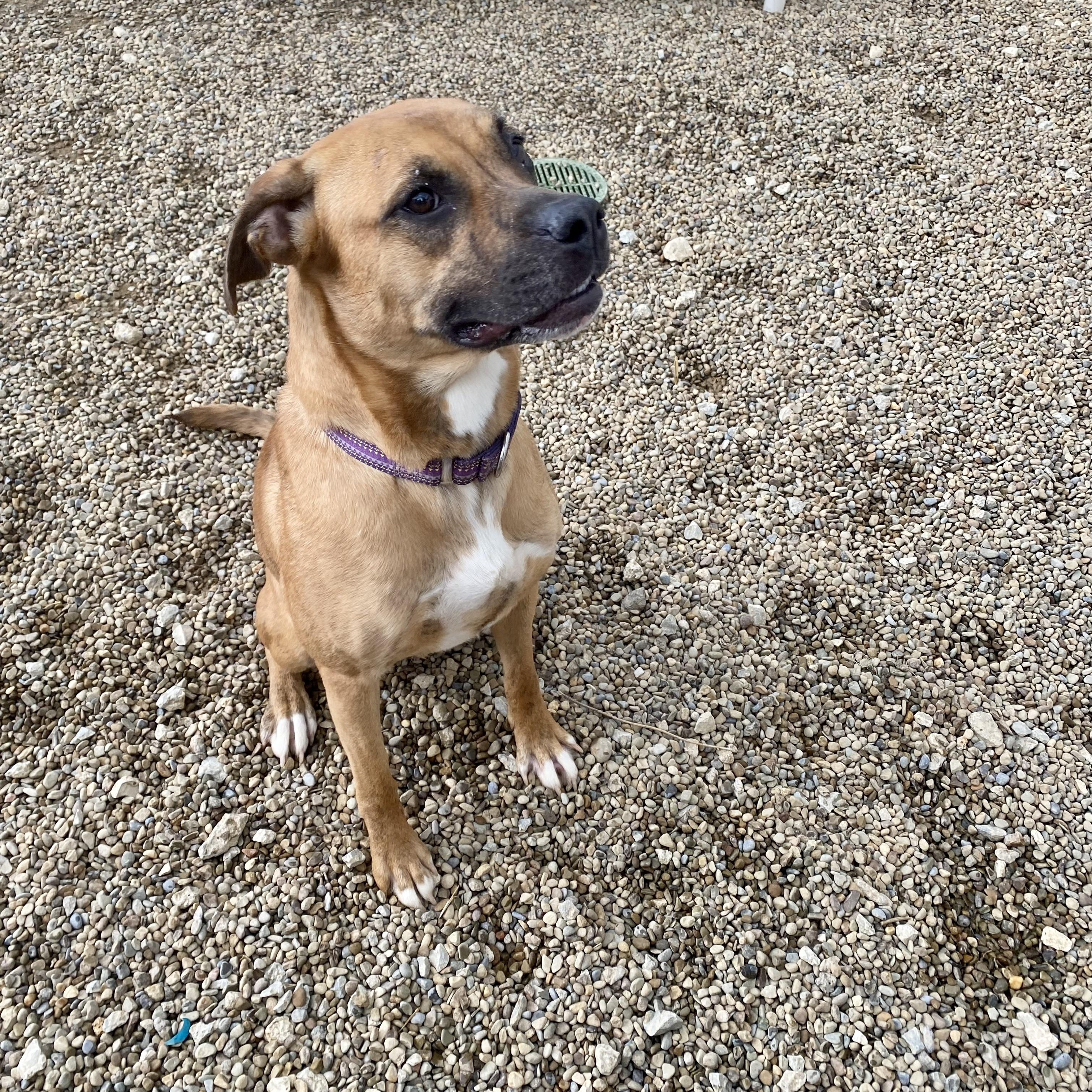 Enlarge Tamara, a Adoptable Mixed Breed in Warren, OH image 3/3