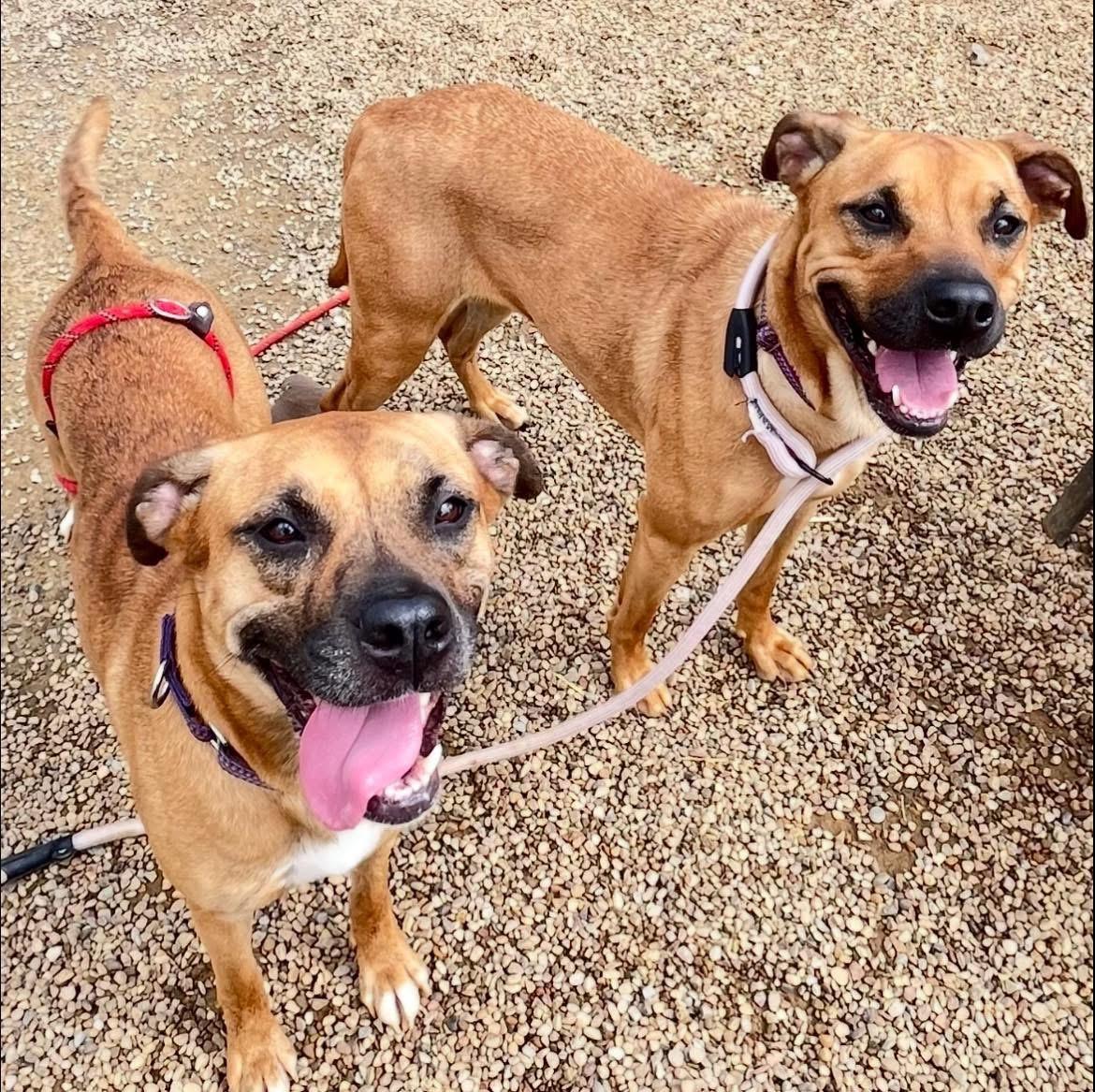 Enlarge Tamara *BONDED TIA, a Adoptable Mixed Breed in Warren, OH image 2/3