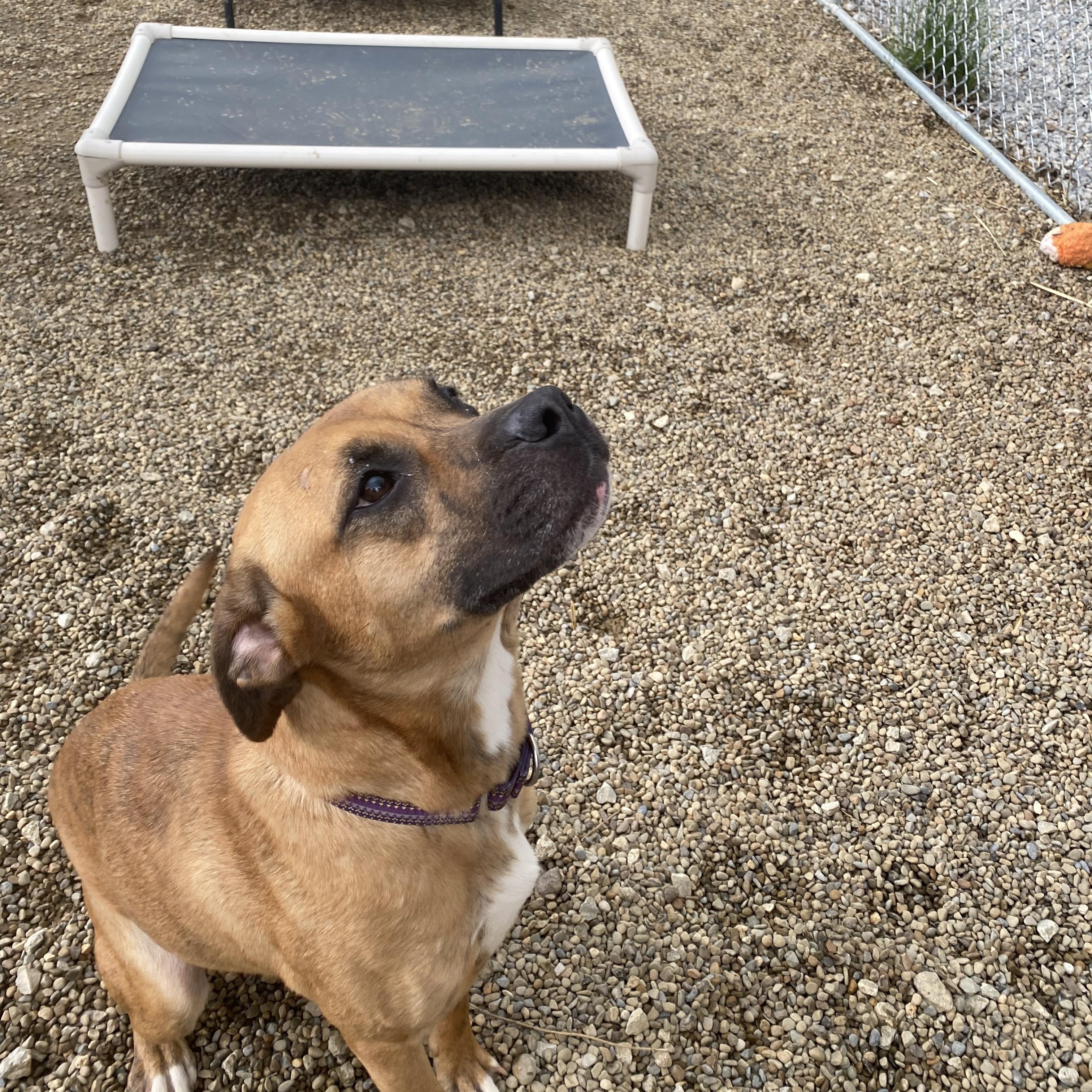 Enlarge Tamara, a Adoptable Mixed Breed in Warren, OH image 2/3