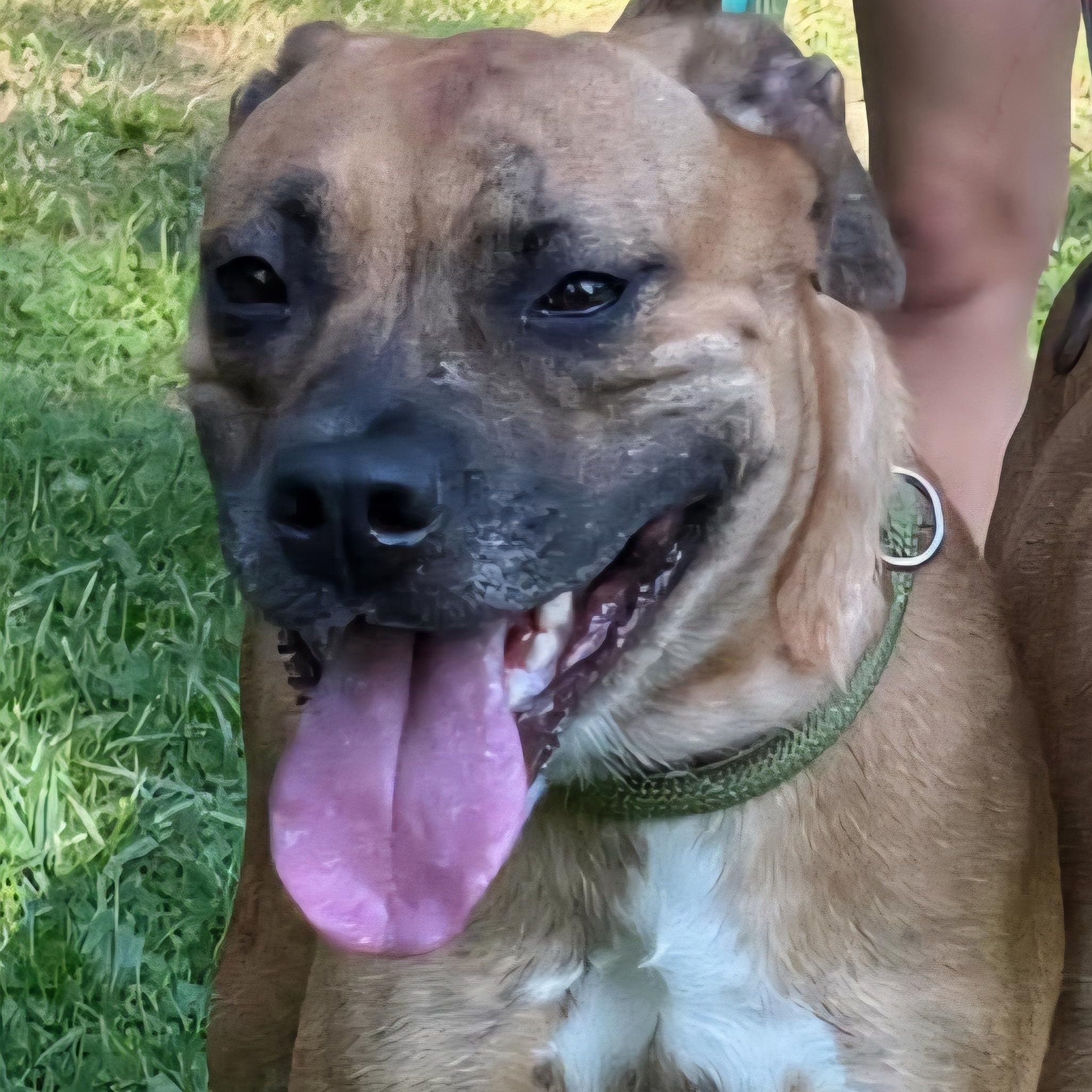 Tamara, Adoptable, Young Female Mixed Breed.