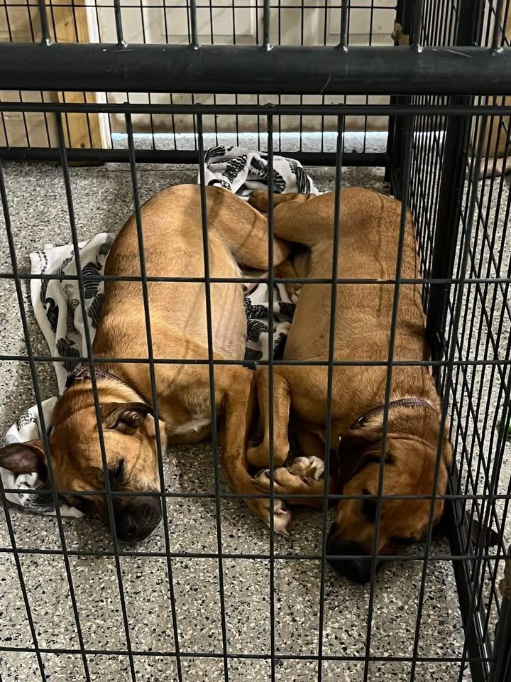 Enlarge Tamara *BONDED TIA, a Adoptable Mixed Breed in Warren, OH image 3/3