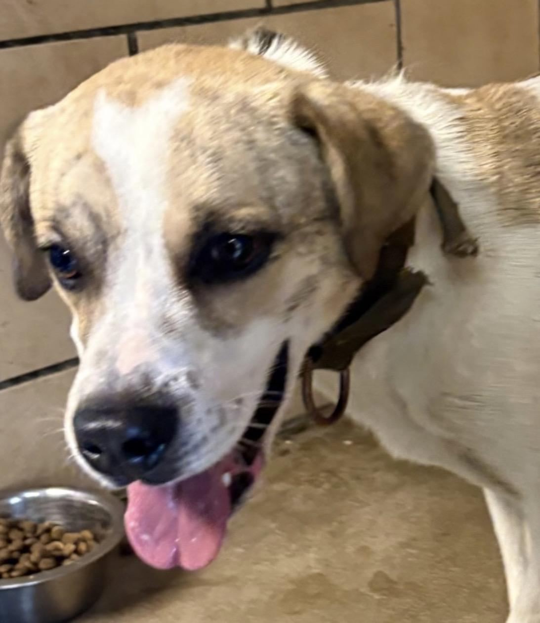 Finch HOLD, adopted, Adult Male Hound & American Bully.