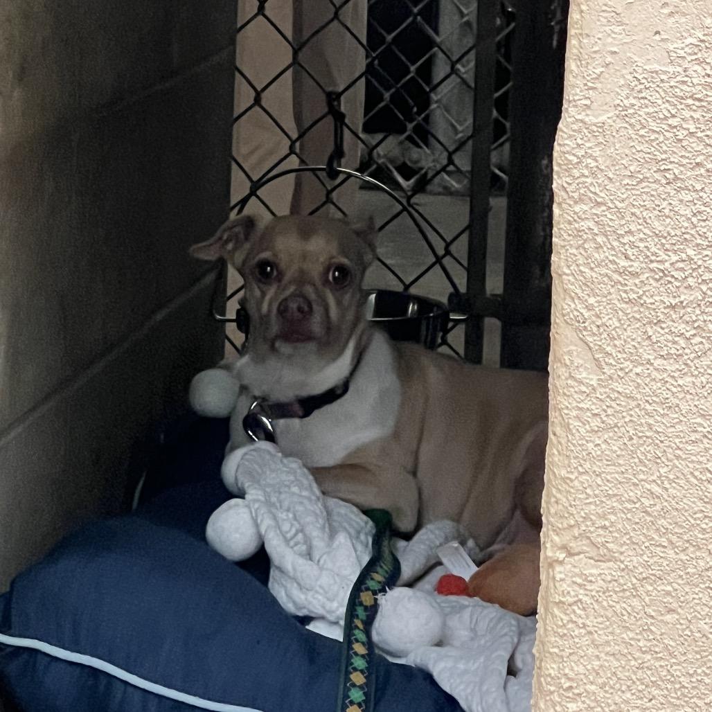 Simba, a Adoptable mixed breed in Ojai, CA image 3/6
