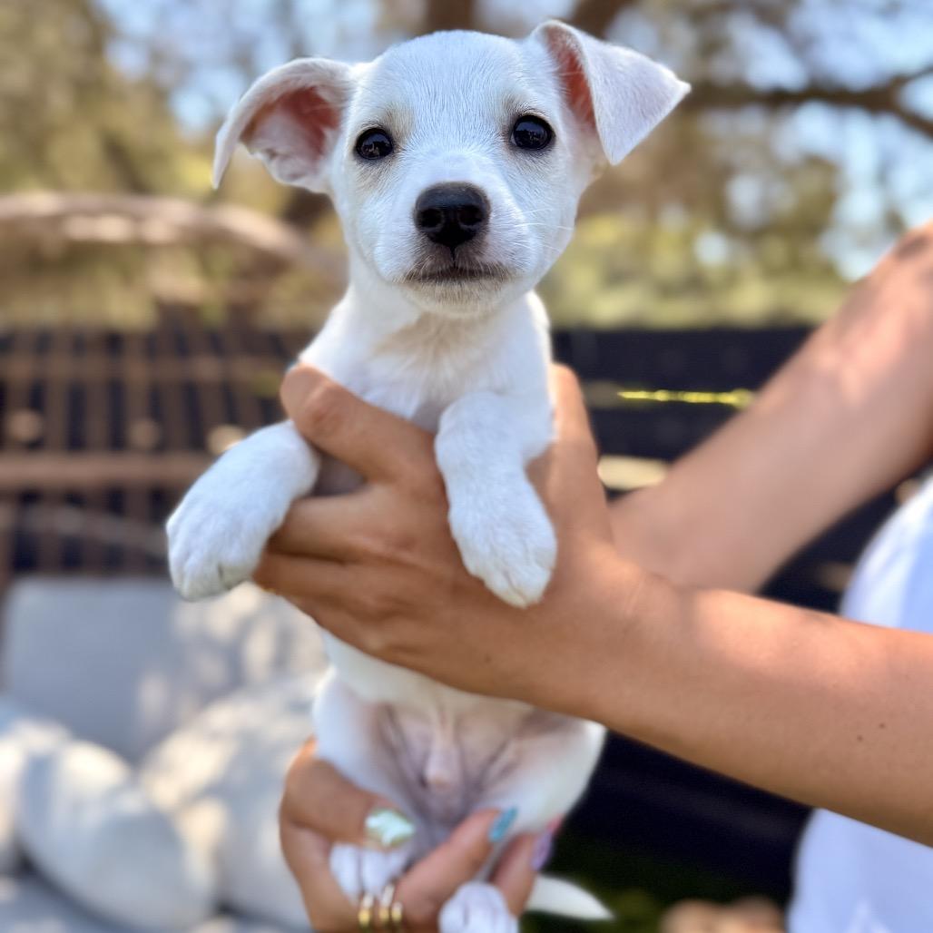 Cream Cheese photo