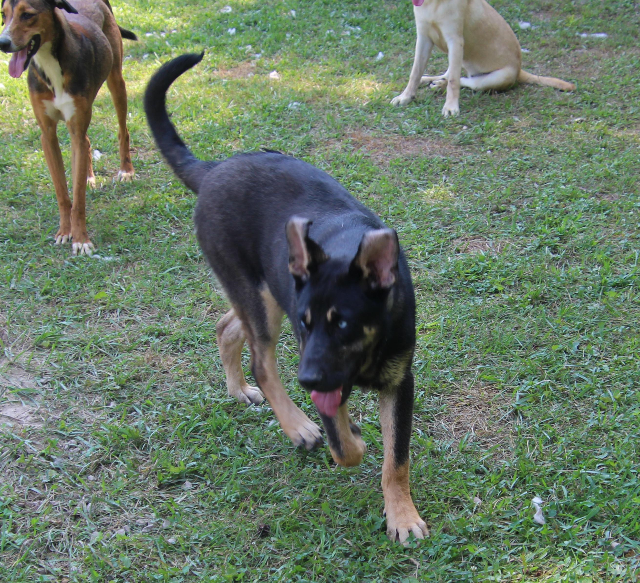 Pepper photo 4