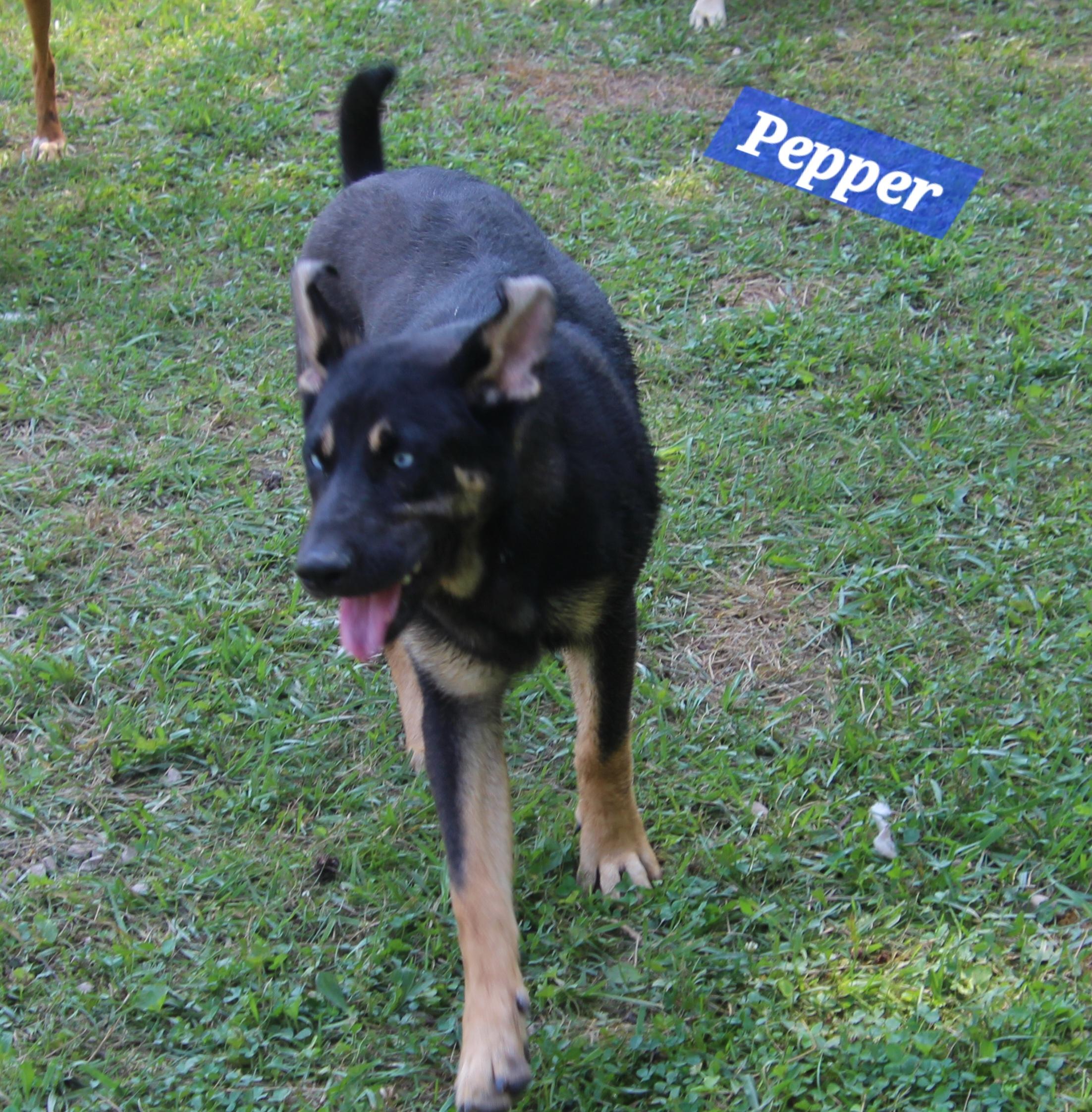 Pepper photo 3