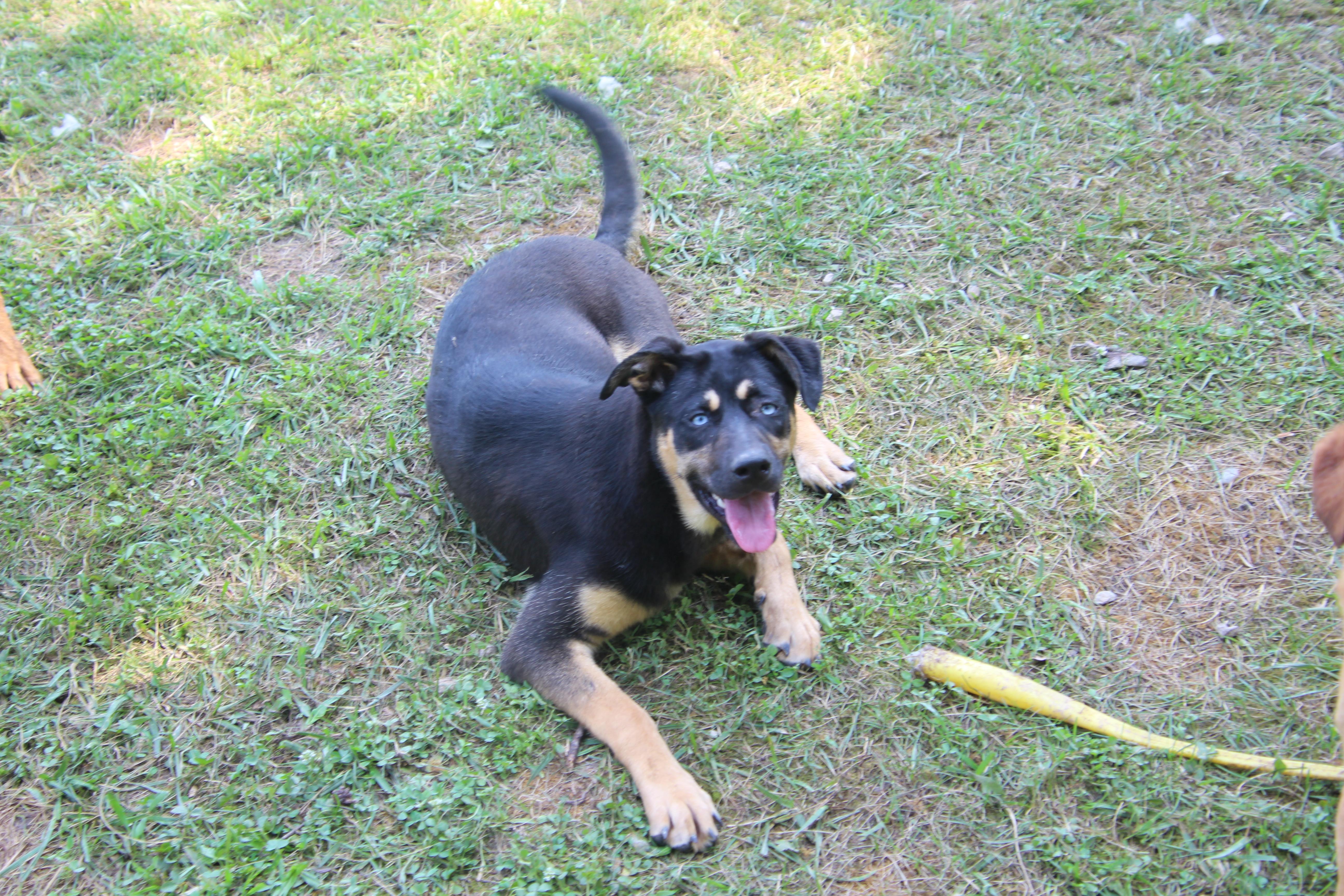 Pepper, Baby Female Shepherd