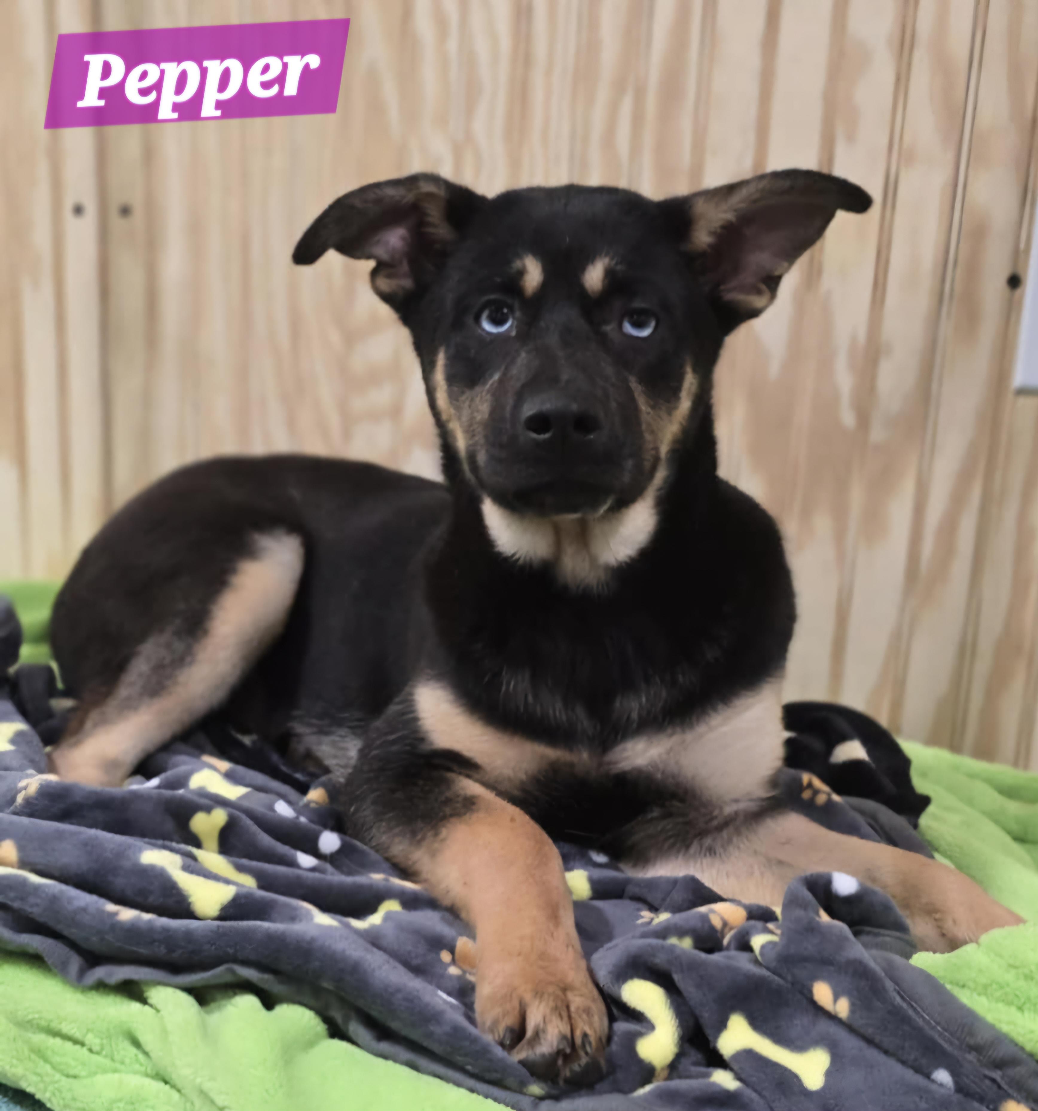 Pepper photo 2
