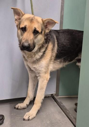 Brady, ADOPTABLE, Young Male German Shepherd Dog.