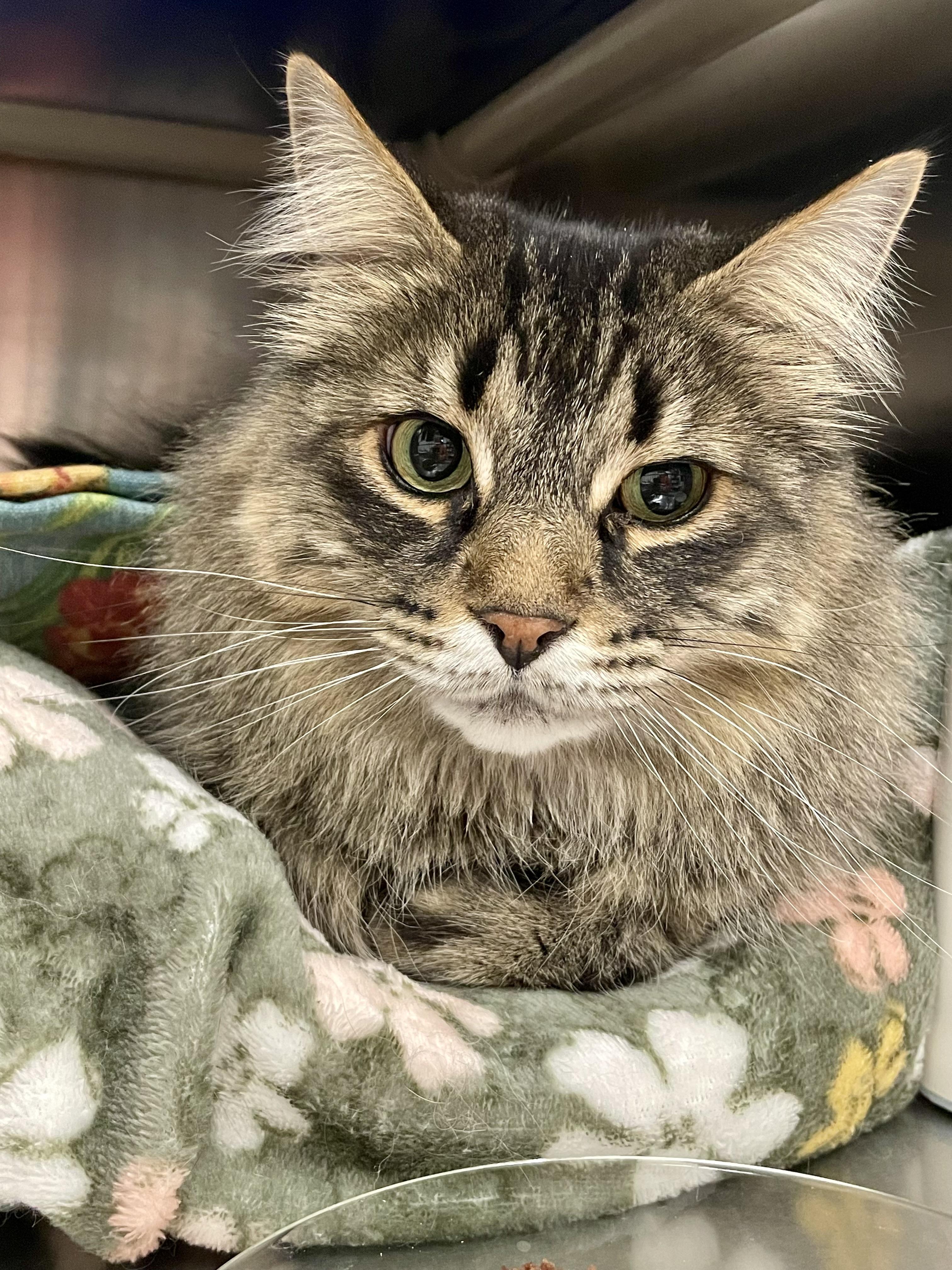 Remy, adopted, Adult Male Domestic Long Hair.