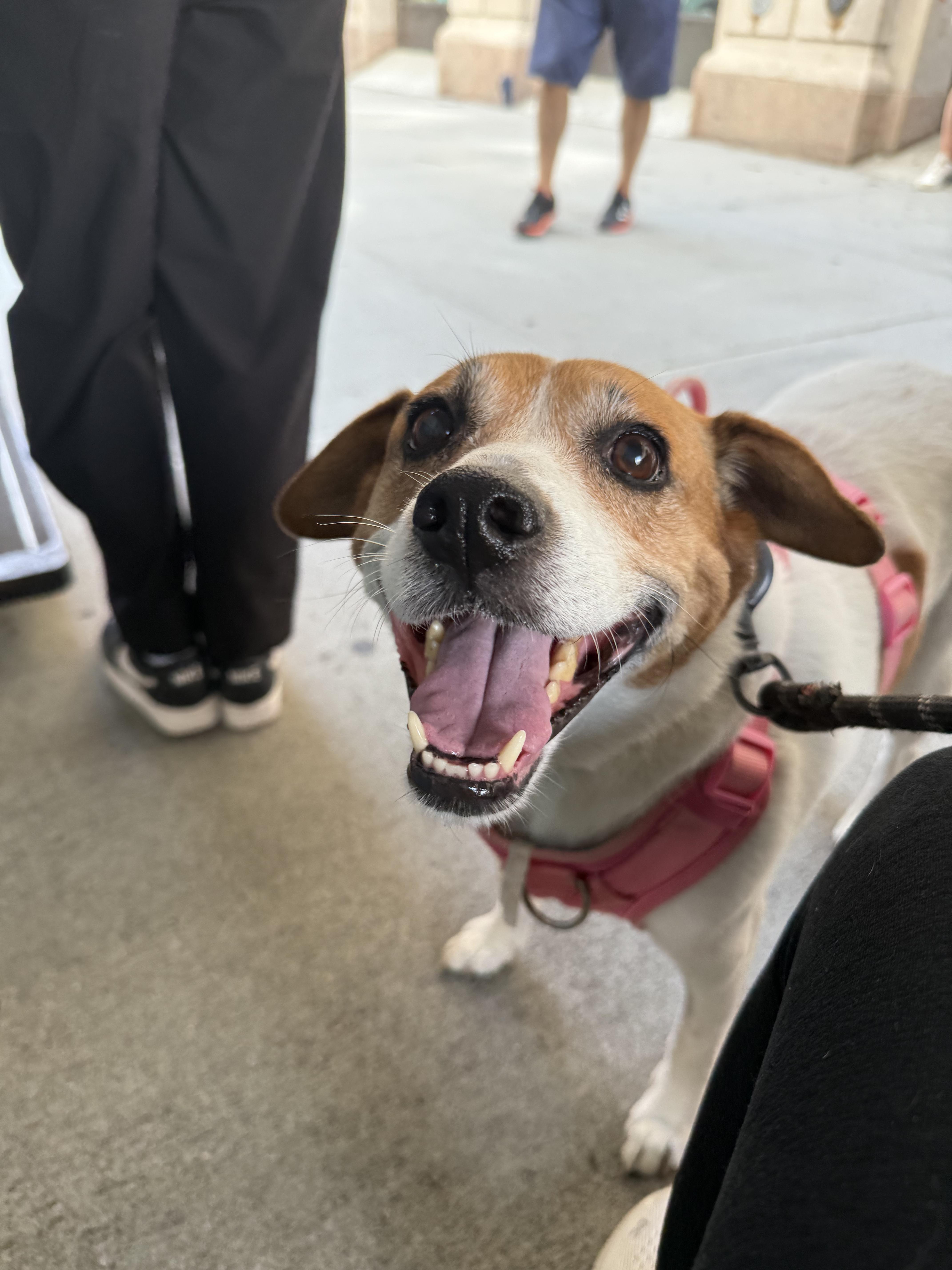 Meet Gemma a 9 year old 55 pound wonderful Beagle mix She is friendly and gets along with other 