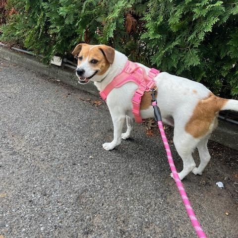 Gemma Beagle Dog