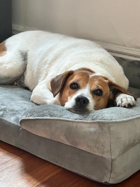 Gemma
