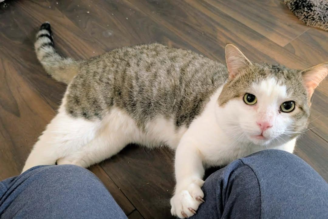 Enlarge Kristoff, a Adoptable mixed breed in Keswick, ON image 1/1