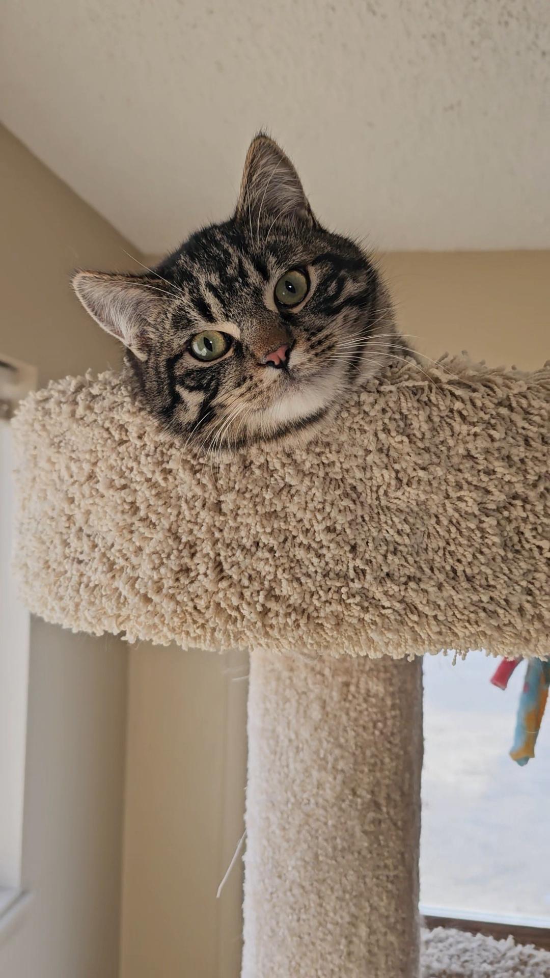 Teddy, ADOPTABLE, Kitten Male American Shorthair.