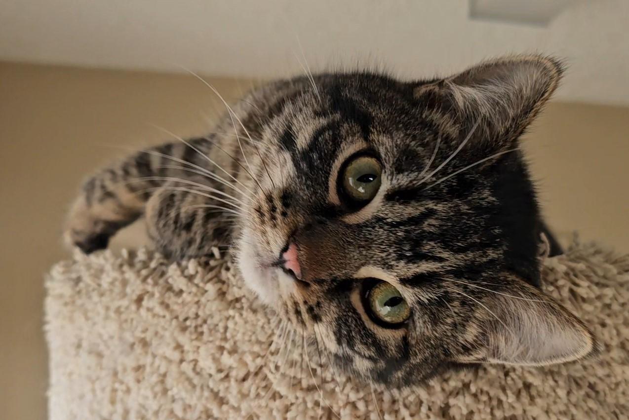 Enlarge Teddy, a ADOPTABLE American Shorthair in Pinedale, WY image 2/4