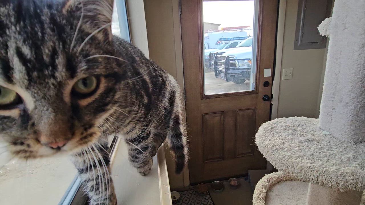 Enlarge Teddy, a ADOPTABLE American Shorthair in Pinedale, WY video 4/4